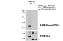 Anti-MRGX1 antibody [HL4402] used in Western Blot (WB). GTX643659