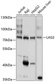 Anti-LAG3 antibody used in Western Blot (WB). GTX64366