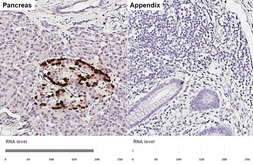 Anti-GLP1 antibody [HL4412] used in IHC (Paraffin sections) (IHC-P). GTX643669