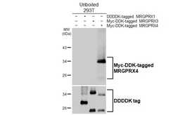 Anti-MRGPRX4 antibody [HL4421] used in Western Blot (WB). GTX643710