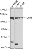 Anti-FGFR3 antibody used in Western Blot (WB). GTX64372