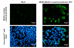 Anti-Motilin receptor antibody [HL4434] used in Immunocytochemistry/ Immunofluorescence (ICC/IF). GTX643723
