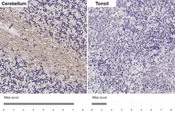 Anti-S1PR5 / EDG8 antibody [HL4441] used in IHC (Paraffin sections) (IHC-P). GTX643730
