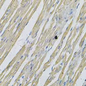 Anti-Prion Protein (PrP) antibody used in IHC (Paraffin sections) (IHC-P). GTX64378
