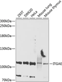 Anti-Integrin alpha E antibody used in Western Blot (WB). GTX64393