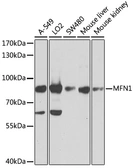Anti-MFN1 antibody used in Western Blot (WB). GTX64398