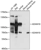 Anti-ADAM10 antibody used in Western Blot (WB). GTX64403