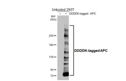 Anti-APC antibody [HL4473] used in Western Blot (WB). GTX644038