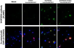 Anti-SH3PXD2A antibody [HL4487] used in IHC-P (cell pellet) (IHC-P (cell pellet)). GTX644054
