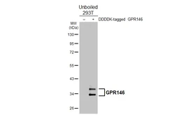 Anti-GPR146 antibody [HL4489] used in Western Blot (WB). GTX644056