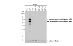 Anti-Japanese encephalitis virus NS1 antibody [HL4503] used in Western Blot (WB). GTX644073