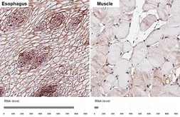 Anti-CD9 antibody [HL4525] used in IHC (Paraffin sections) (IHC-P). GTX644095