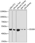 Anti-DC-SIGN antibody used in Western Blot (WB). GTX64419