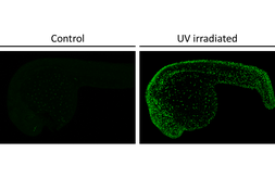 Anti-Histone H2A.XS139ph (phospho Ser139) antibody [HL4533] used in IHC (Whole mount) (IHC-Wm). GTX644201
