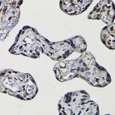 Anti-SFPQ antibody used in IHC (Paraffin sections) (IHC-P). GTX64421