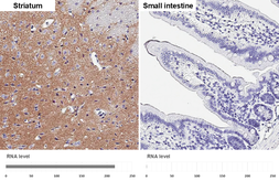 Anti-VGluT1 antibody [HL4544] used in IHC (Paraffin sections) (IHC-P). GTX644212