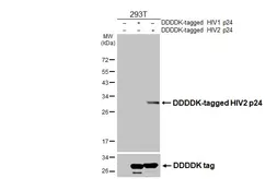 Anti-HIV2 p24 antibody [HL4545] used in Western Blot (WB). GTX644213