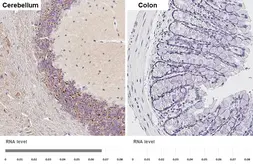 Anti-GHS-R1 antibody [HL4566] used in IHC (Paraffin sections) (IHC-P). GTX644234