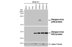 Anti-Dengue virus prM protein antibody [HL4572] used in Western Blot (WB). GTX644248