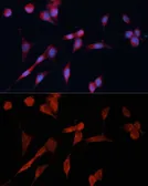 Anti-DDAH1 antibody used in Immunocytochemistry/ Immunofluorescence (ICC/IF). GTX64427