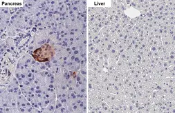 Anti-Glucagon antibody [HL4596] used in IHC (Paraffin sections) (IHC-P). GTX644272