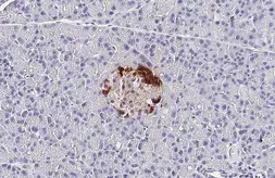 Anti-Glucagon antibody [HL4596] used in IHC (Paraffin sections) (IHC-P). GTX644272