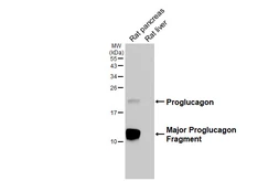 Anti-GLP1 antibody [HL4597] used in Western Blot (WB). GTX644273