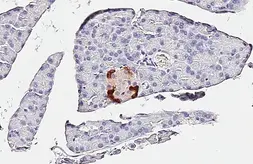 Anti-GLP1 antibody [HL4597] used in IHC (Paraffin sections) (IHC-P). GTX644273