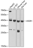 Anti-ASGPR1 antibody used in Western Blot (WB). GTX64440