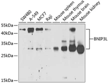 Anti-BNIP3L antibody used in Western Blot (WB). GTX64447