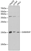 Anti-GABARAP antibody used in Western Blot (WB). GTX64449