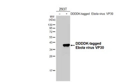 Anti-Ebola virus VP30 antibody [GT250] used in Western Blot (WB). GTX644497