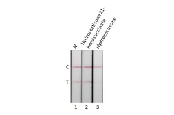 Anti-Cortisol antibody [GT255] used in Lateral Flow (Lateral Flow). GTX644501