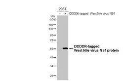 Anti-West Nile virus NS1 protein antibody [HL4644] used in Western Blot (WB). GTX644517