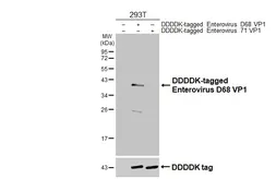 Anti-Enterovirus D68 VP1 antibody [HL4645] used in Western Blot (WB). GTX644518