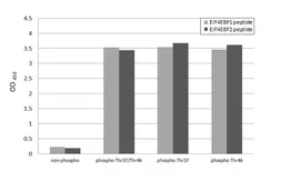 Anti-4E-BP1 (phospho Thr37/Thr46) antibody [HL4646] used in  (). GTX644519