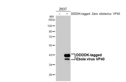 Anti-Ebola virus VP40 antibody [HL4648] used in Western Blot (WB). GTX644521