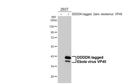 Anti-Ebola virus VP40 antibody [HL4649] used in Western Blot (WB). GTX644522