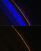 Anti-RPE65 antibody used in IHC (Paraffin sections) (IHC-P). GTX64456