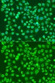 Anti-NPR-C antibody used in Immunocytochemistry/ Immunofluorescence (ICC/IF). GTX64458