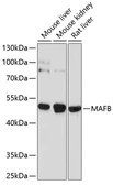 Anti-MAFB antibody used in Western Blot (WB). GTX64460