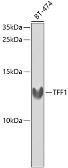 Anti-TFF1 antibody used in Western Blot (WB). GTX64461