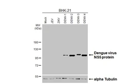 Anti-Dengue virus NS5 protein antibody [HL4675] used in Western Blot (WB). GTX644676