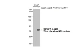 Anti-West Nile virus NS3 protein antibody [HL4682] used in Western Blot (WB). GTX644683