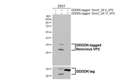 Anti-Norovirus VP2 antibody [HL4685] used in Western Blot (WB). GTX644686