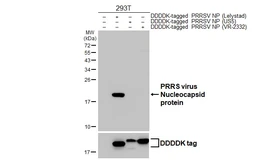 Anti-PRRS virus Nucleocapsid protein antibody [HL4690] used in Western Blot (WB). GTX644691