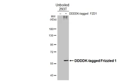 Anti-Frizzled 1 antibody [HL4699] used in Western Blot (WB). GTX644700