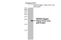 Anti-Yellow Fever virus prM Protein antibody [HL4709] used in Western Blot (WB). GTX644710