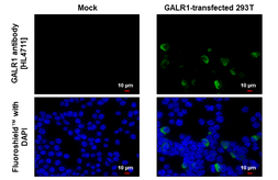 Anti-GALR1 antibody [HL4711] used in Immunocytochemistry/ Immunofluorescence (ICC/IF). GTX644712