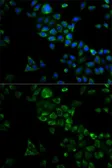 Anti-TRAF3 antibody used in Immunocytochemistry/ Immunofluorescence (ICC/IF). GTX64473